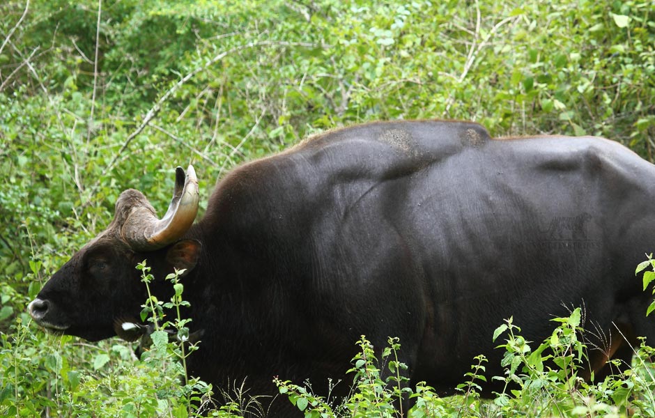 BandipurTigerReserve