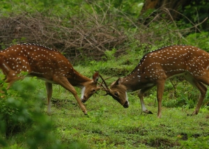 Nilgiri Biosphere Reserve,Bandipur National Park