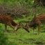 Nilgiri Biosphere Reserve,Bandipur National Park