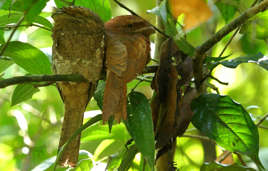 ThattekadBirdSanctuary