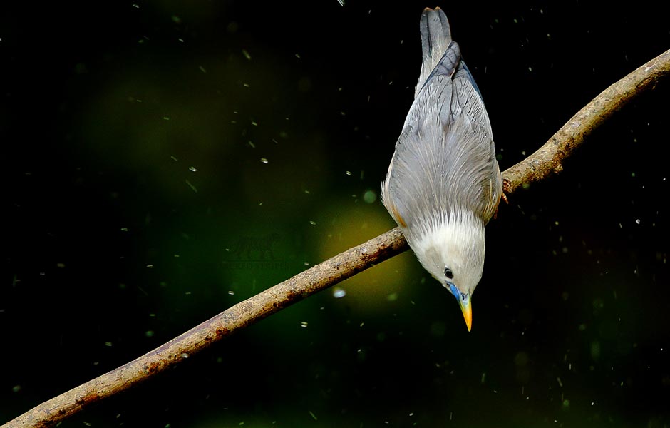 ThattekadBirds