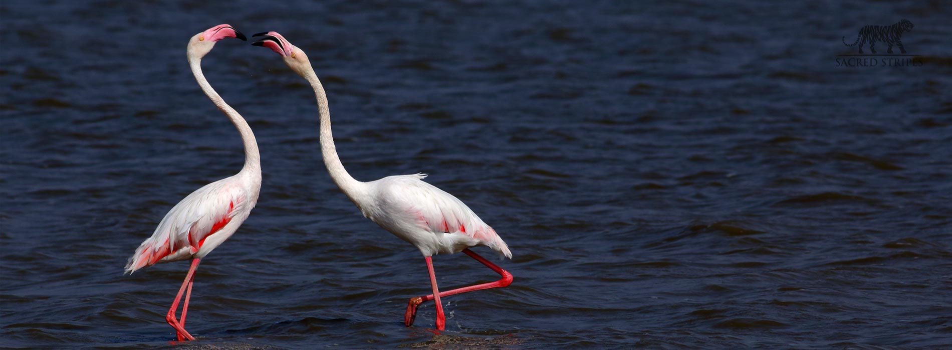 birding