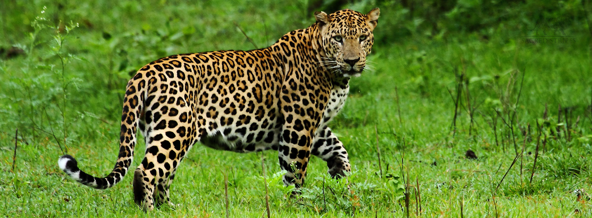 kabani
