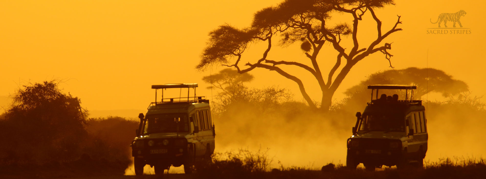 safari-5