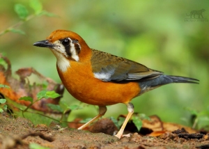 Thattekad Bird Sanctuary
