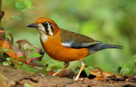 Thattekad Bird Sanctuary