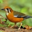 Thattekad Bird Sanctuary